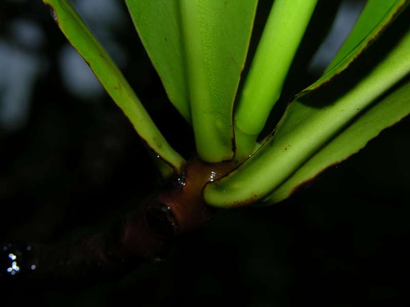 Pelliciera rhizophorae leaves